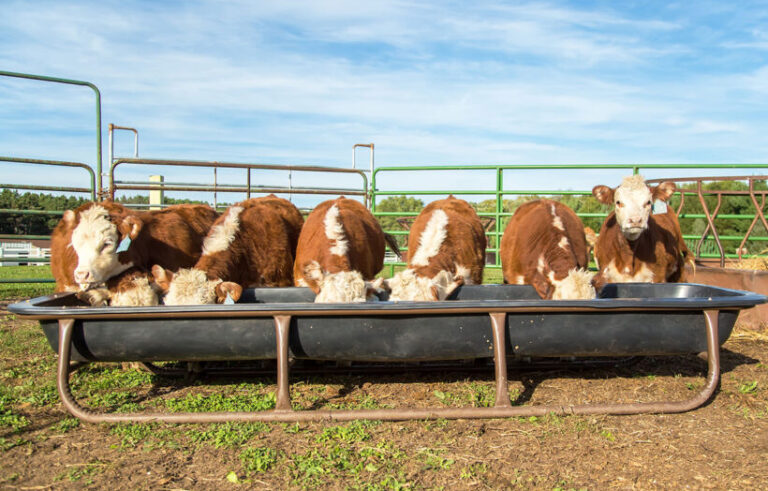 Herford cows eating from trough.