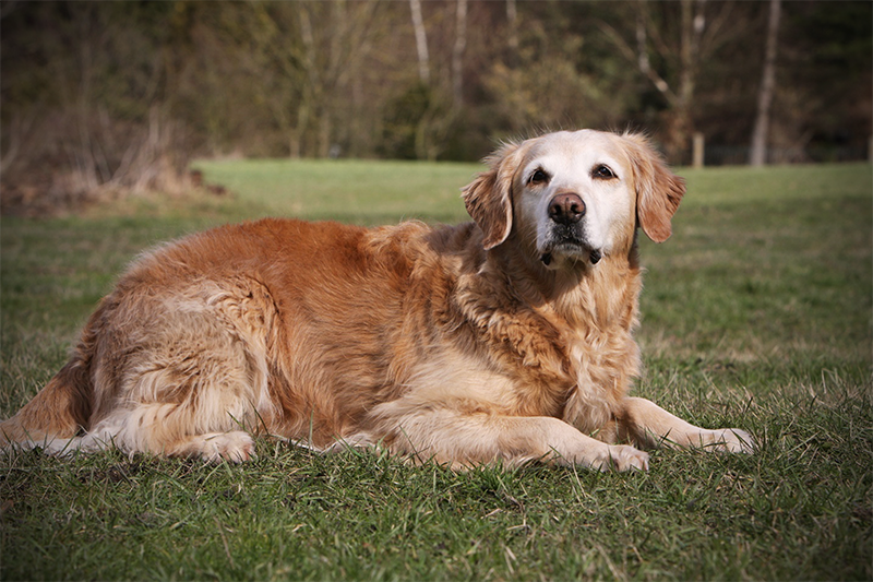 Older dog laying in grass