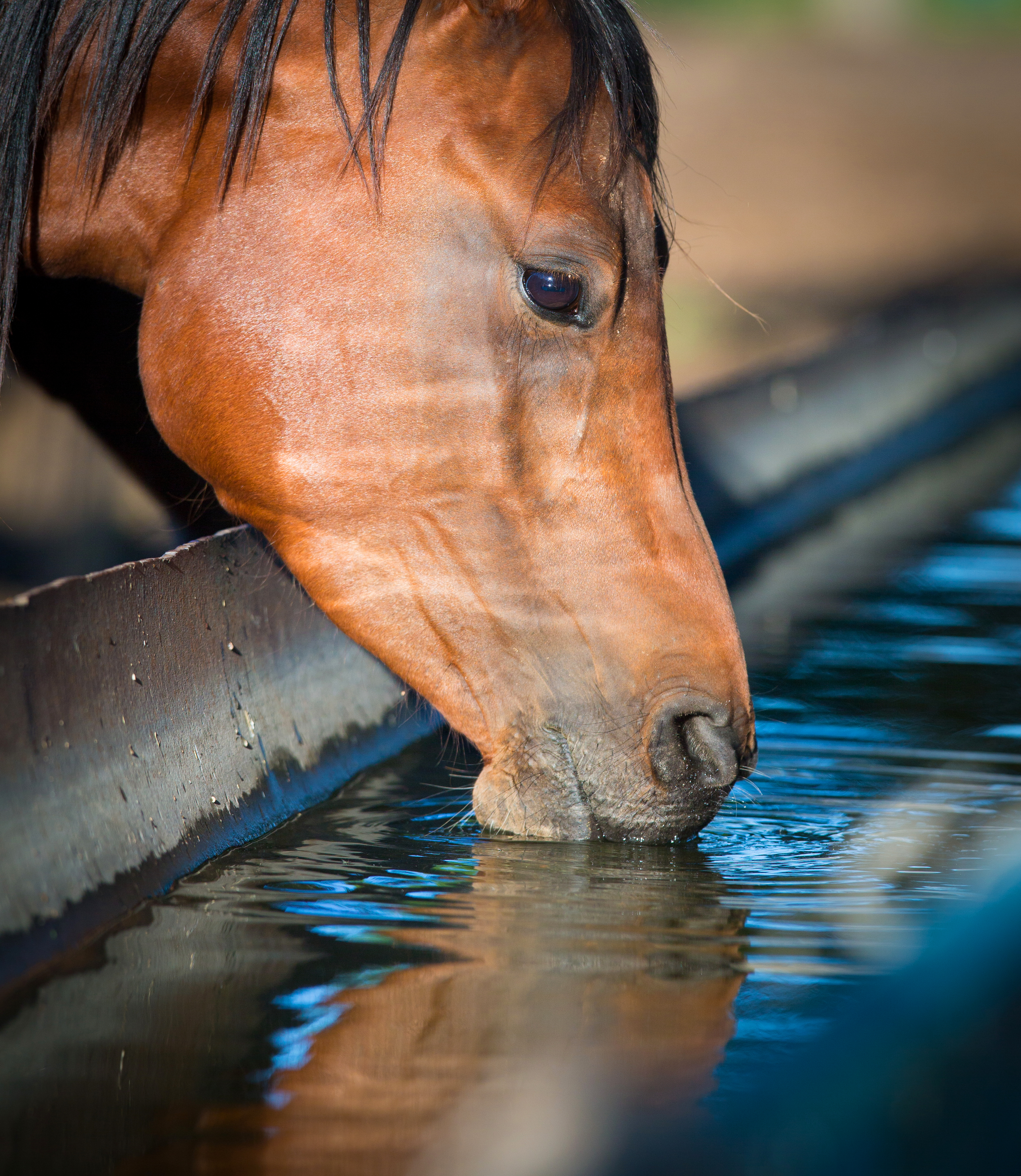 Water in Horse Nutrition