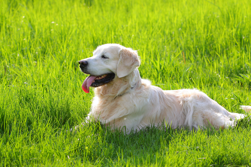 dog-laying-in-grass