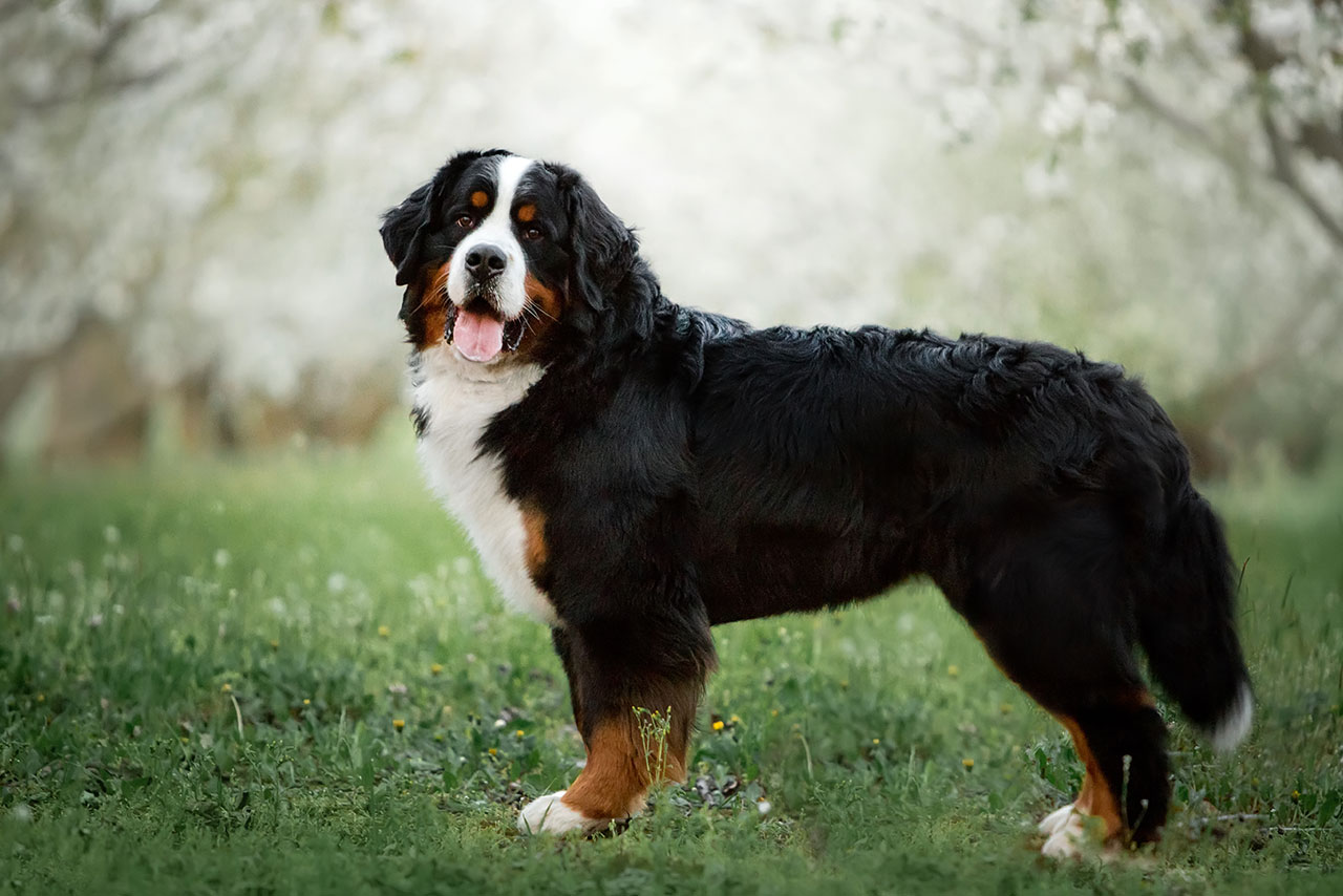 Largest Dog Breeds