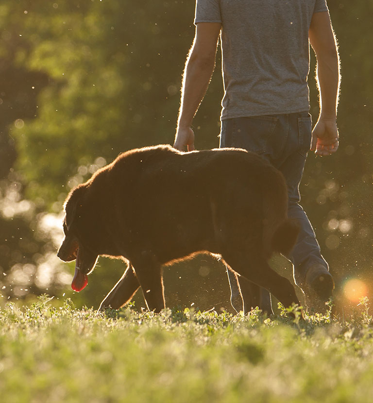 Man and dog walking together outside