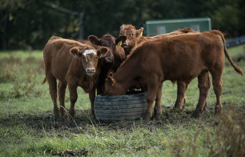 brown cows eating mineral from feeder