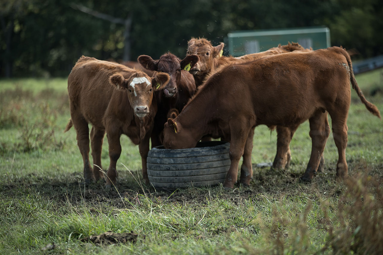 brown cows eating mineral from feeder
