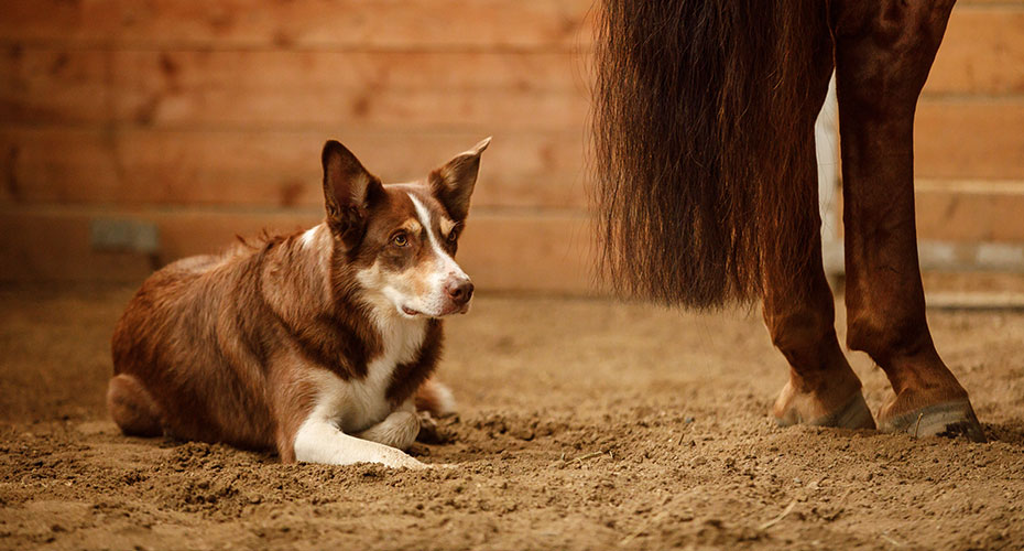 Dog and horse in barn