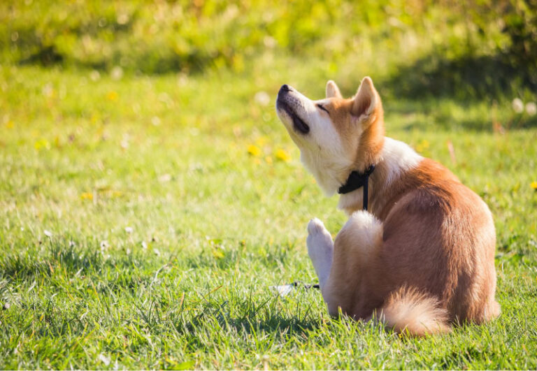 dog-scratching