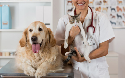 Dog and cat at veterinary clinic