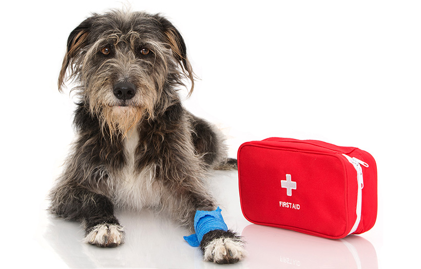 dog with bandage on paw and a first aid kit