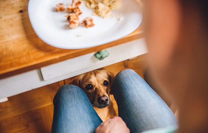 dog begging for food under the dinner table