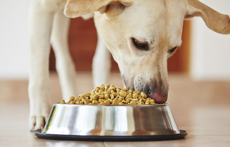 dog eating from bowl