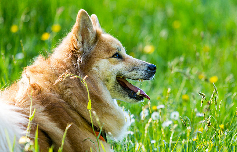 dog sitting in grass, flowers and weed plants