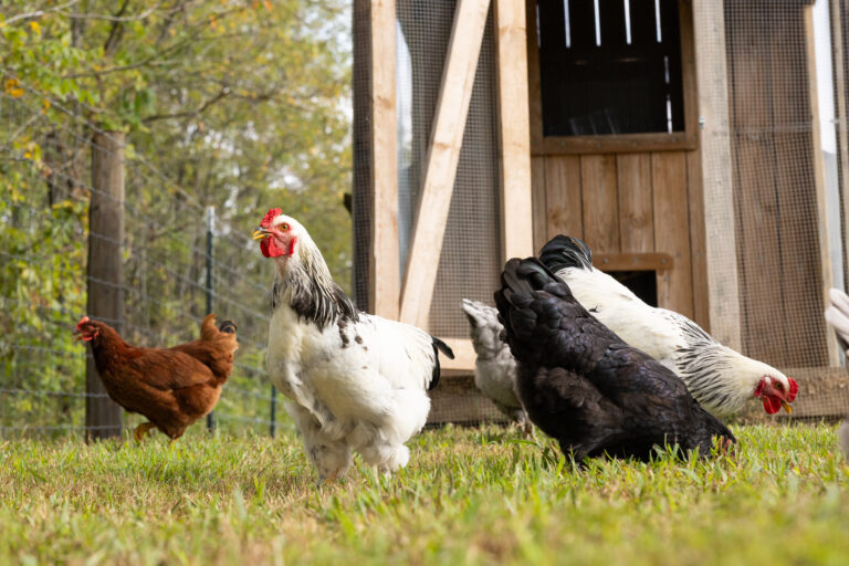 variety of birds in grass