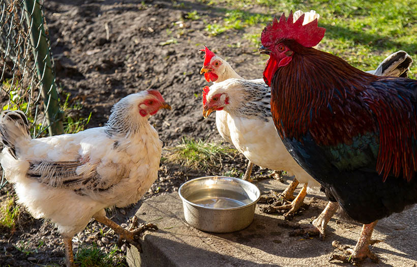 chickens drinking water