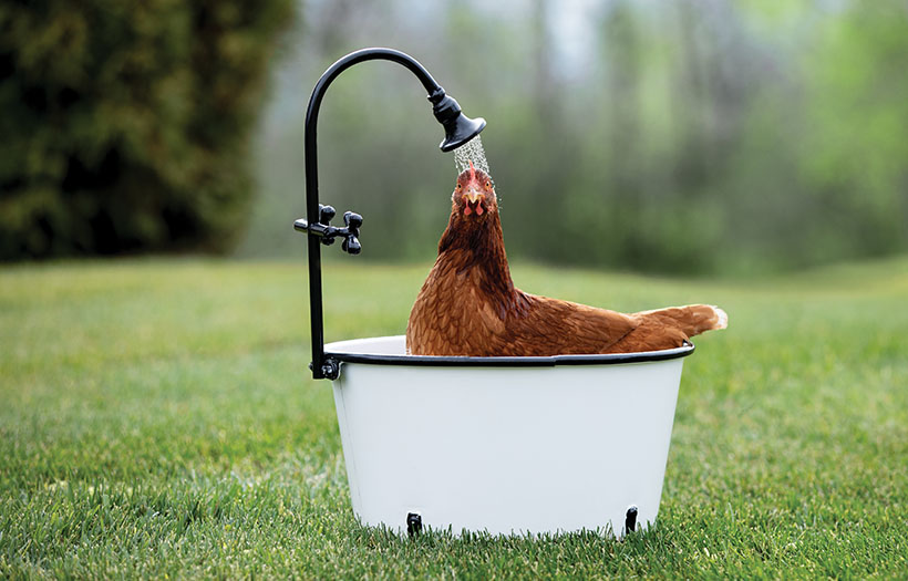 chicken taking a shower