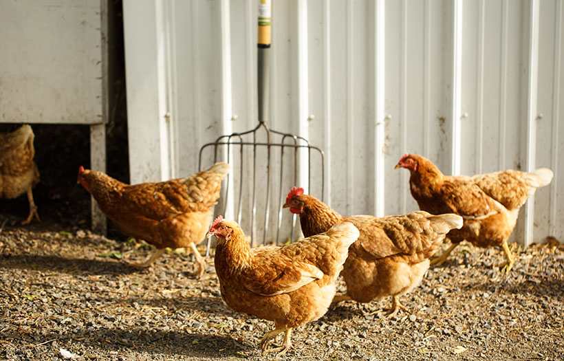 chickens in dirt