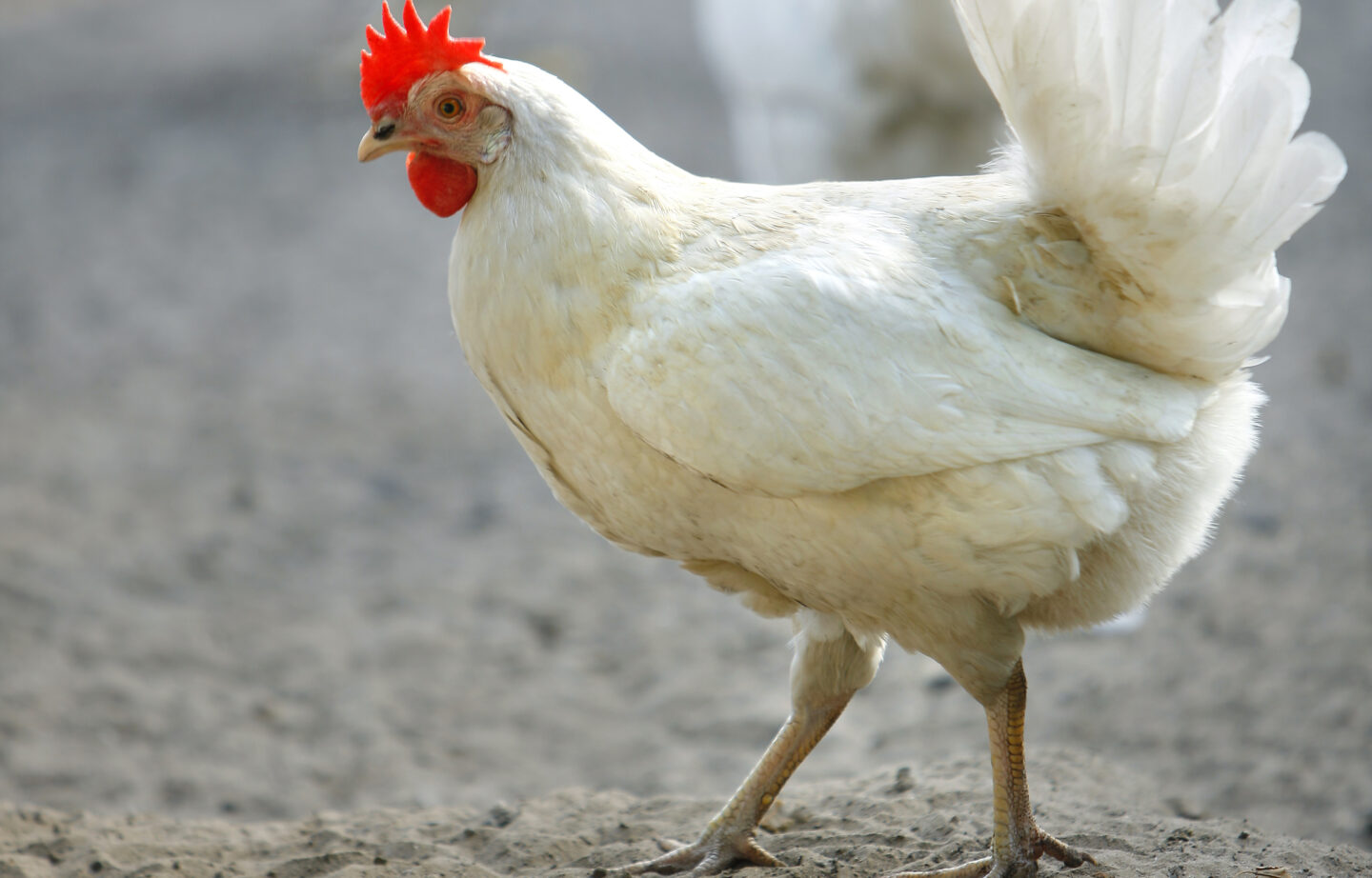 white chicken