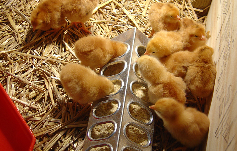 baby chicks eating