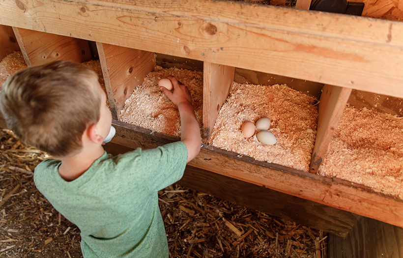 little boy collecting eggs