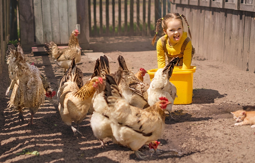 little girl feeding chickens
