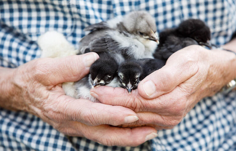 close up of person holding baby chicks