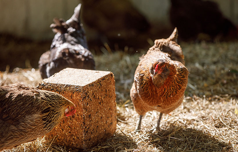 Chickens eating scratch block.