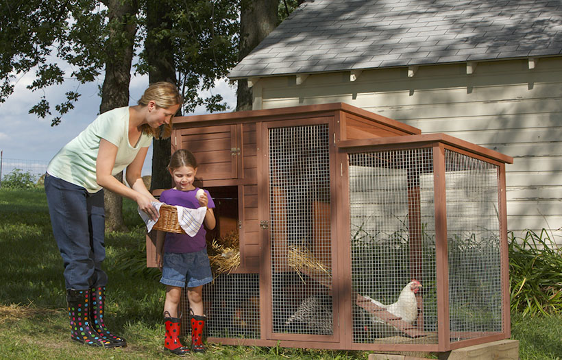 Mom and daughter collecting eggs from chicken coop