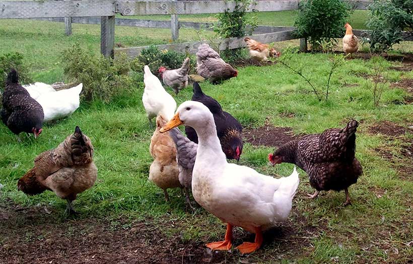 ducks and chickens in yard