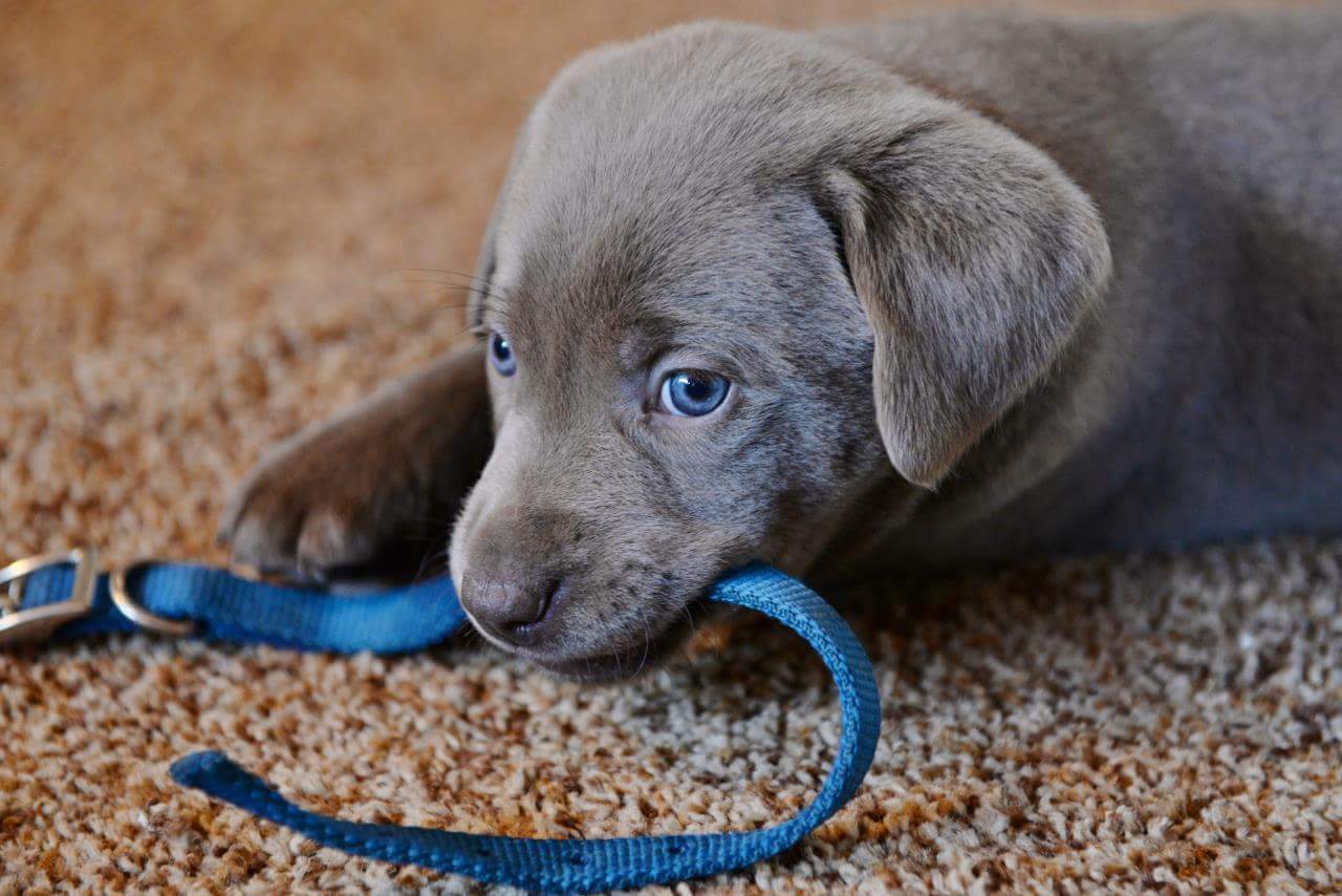puppy with blue collar in mouth