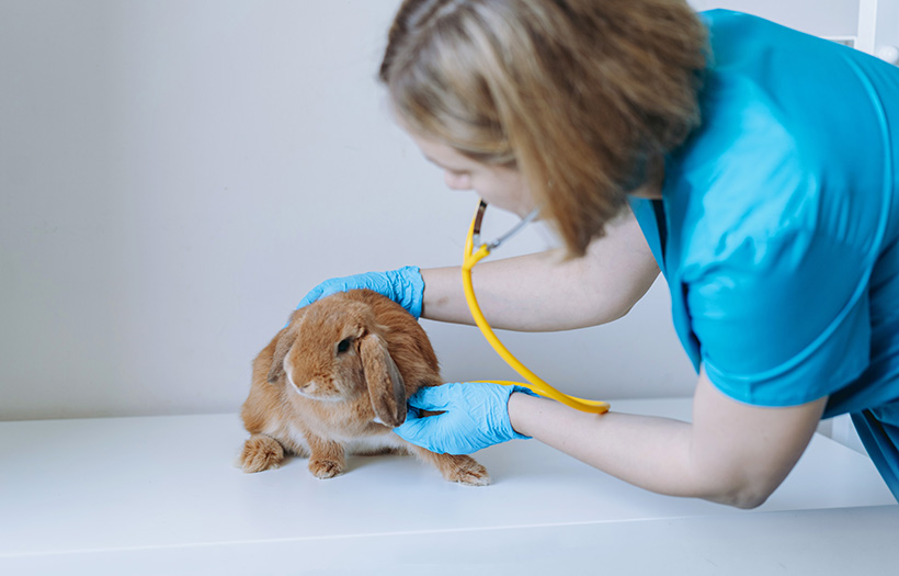 veterinarian looking at sick rabbit