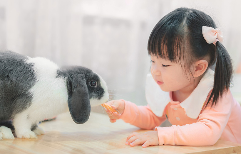small child feeding rabbit