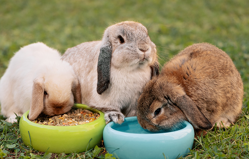 3 rabbits eating and drinking from bowls