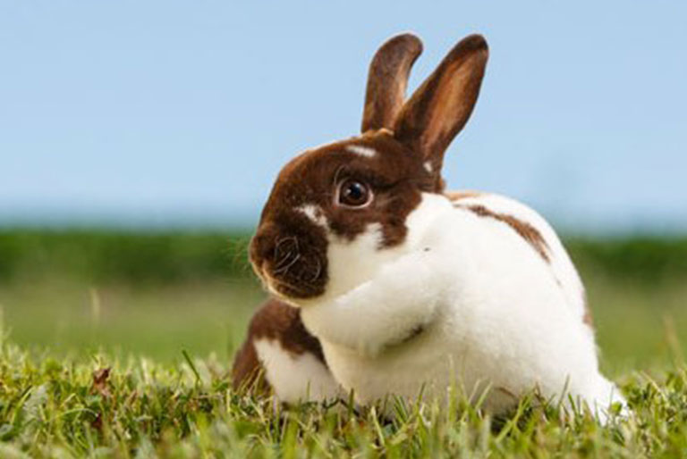 Rabbit mini rex in grass