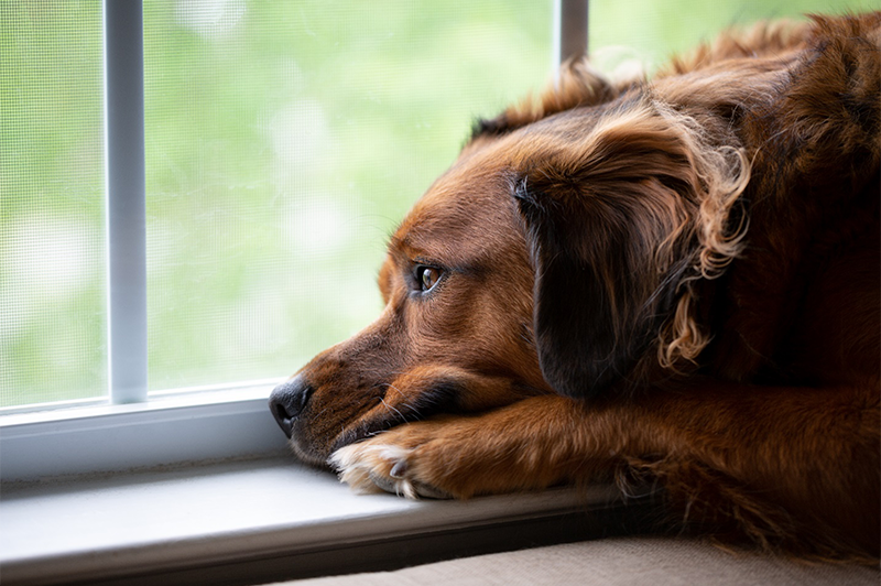Sad brown dog looking out the window