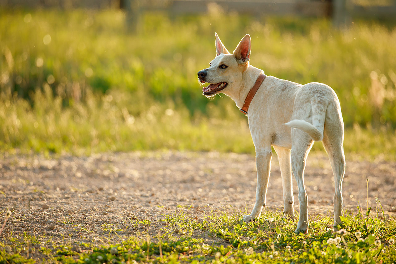 white dog with red collar standing in grass