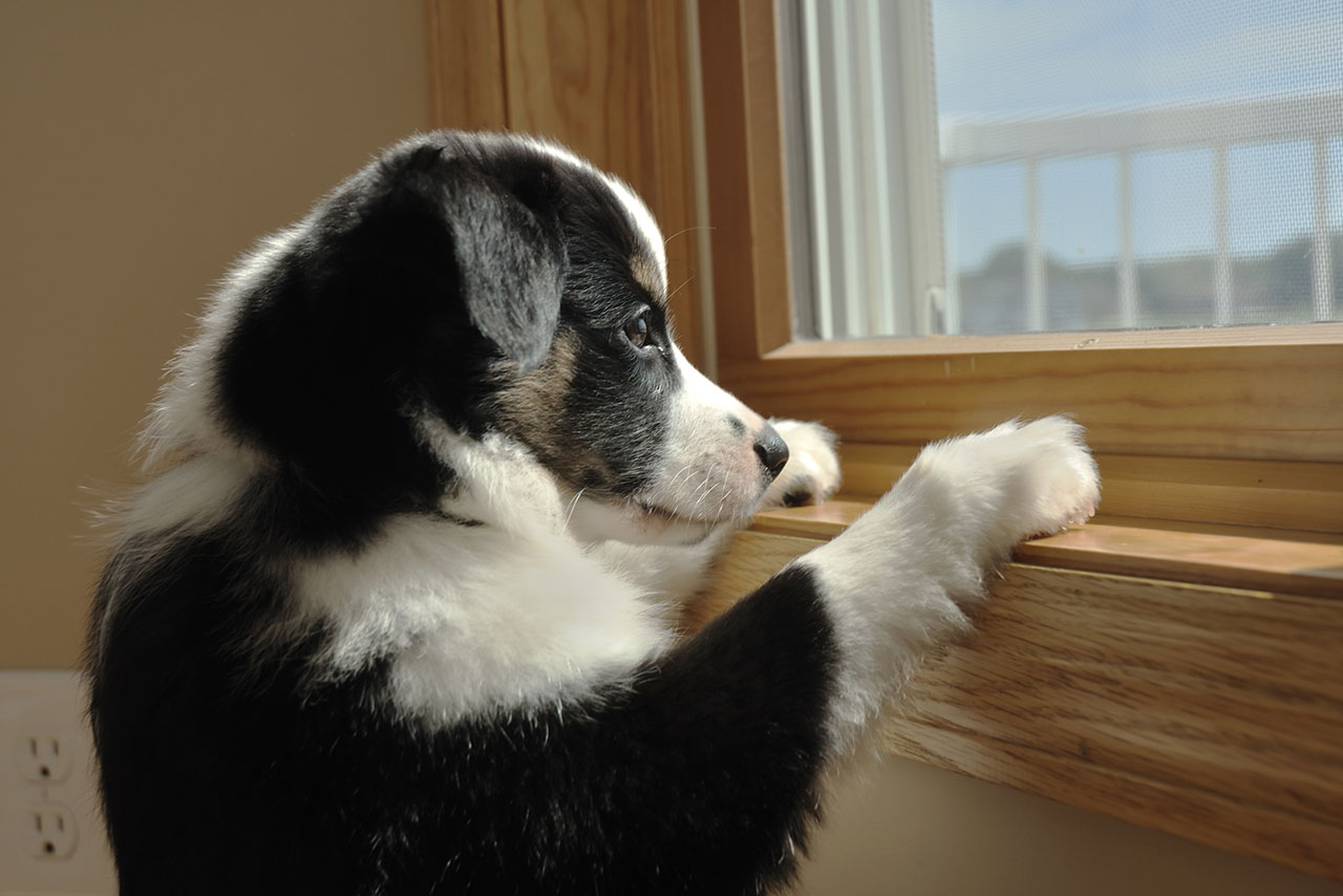 Puppy looking out a window