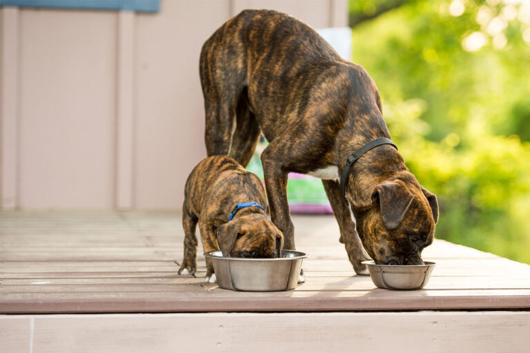 two-dogs-eating