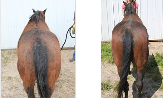 before and after horse pictures