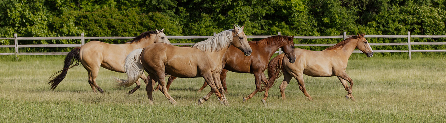 Horses running in pasture