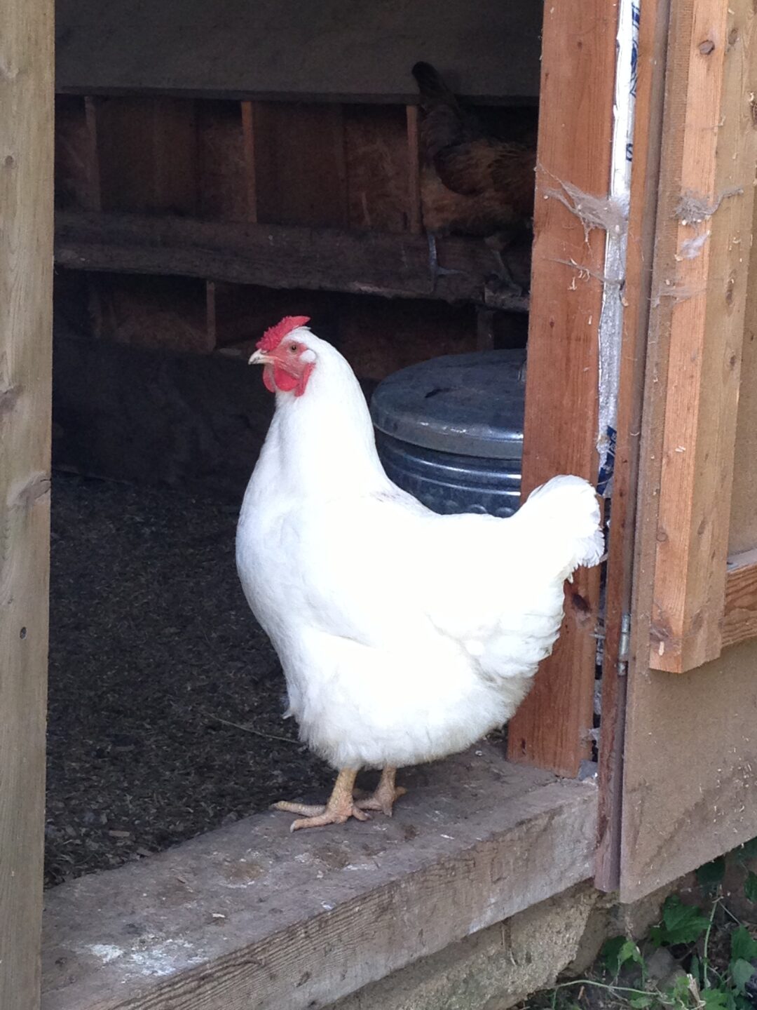 white chicken in coop