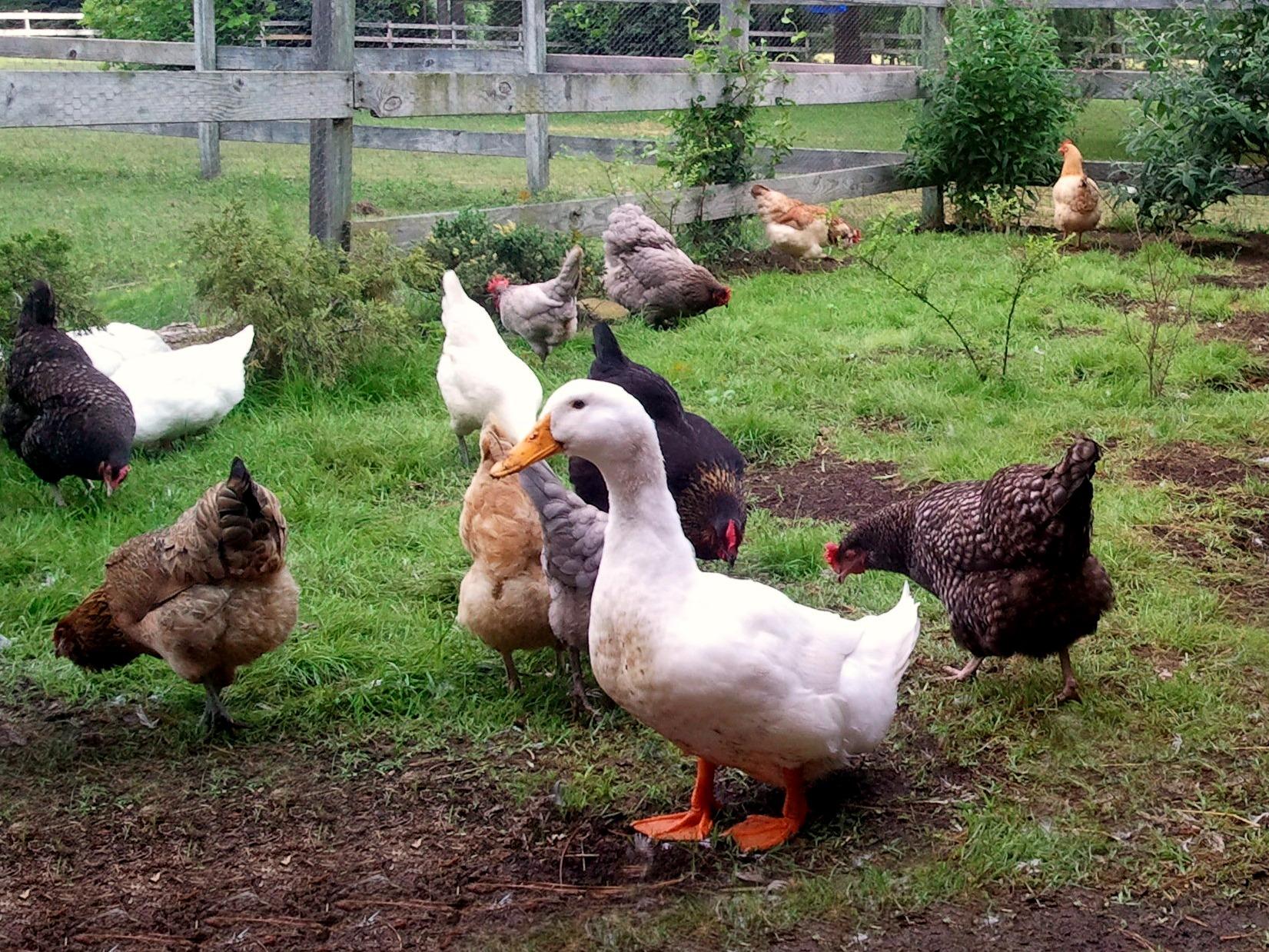 ducks-chickens