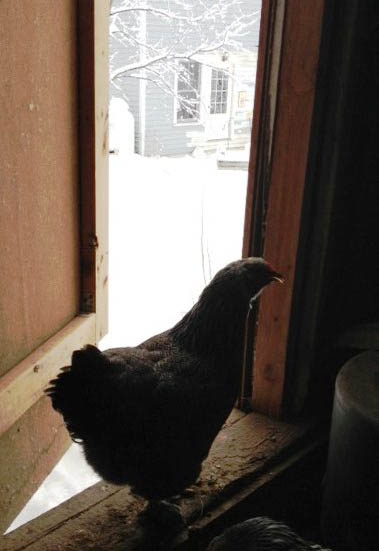 Chicken standing near open door of coop