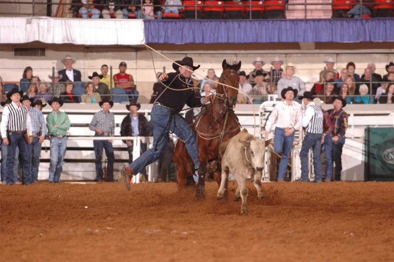 Man roping steer