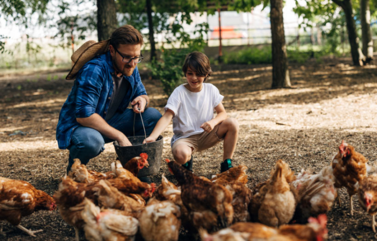 Dad and son feeding flock of chickens