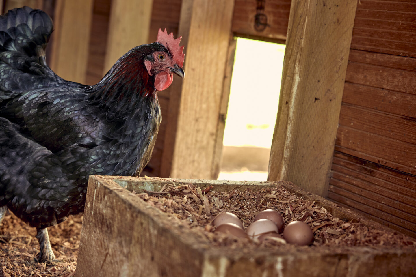 hen and eggs in nest