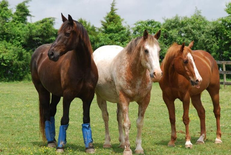 Three Horses in a field