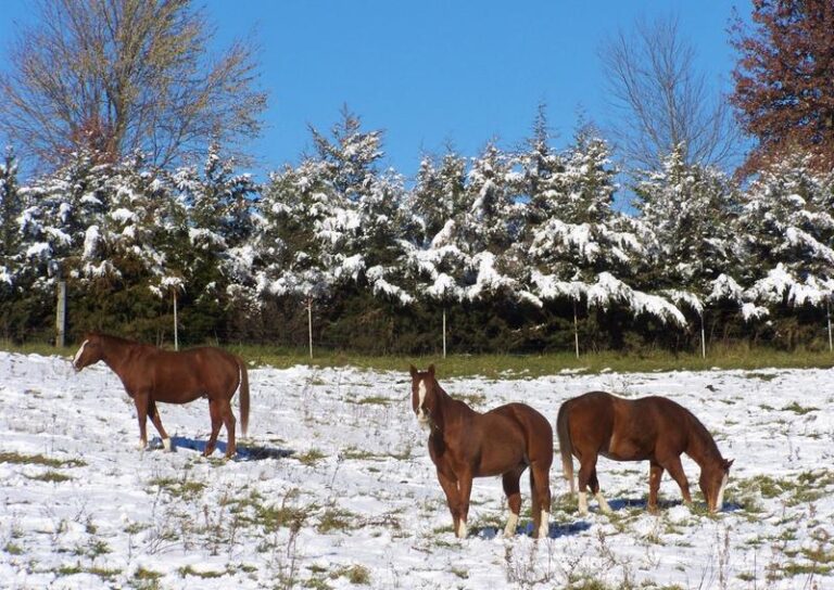 Testimonial Empower Topline Balance Senior Herd