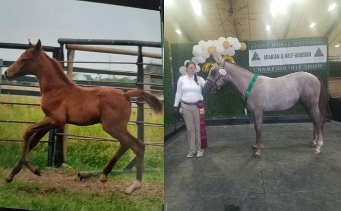 Nutrena SafeChoice Mare and Foal Before and After Picture of Foal