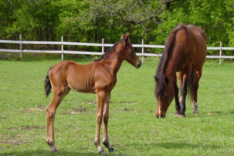 Broodmare and foal in pasture