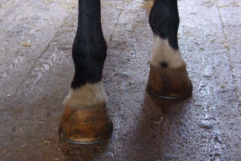 Horse hooves in barn