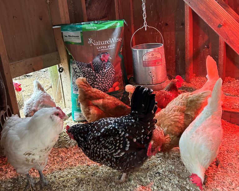 Chickens in coop by NatureWise feed bag